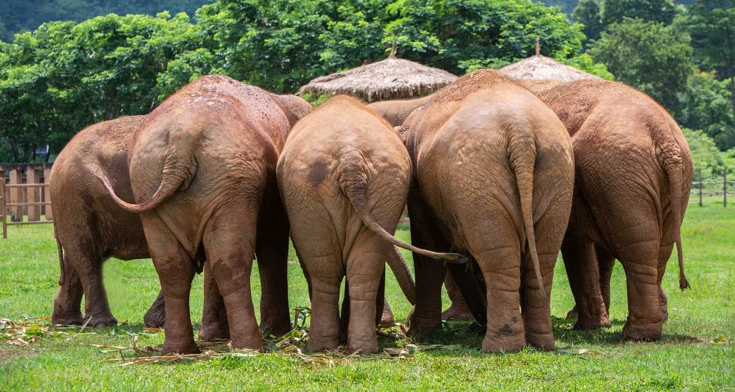 Living with Elephants