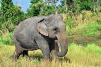 Cambodia Wildlife Sanctuary - Weekly Volunteer