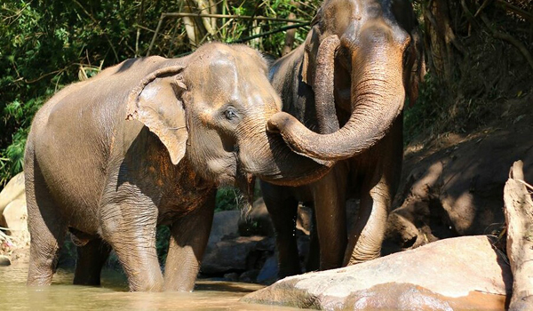 Elephant Nature Park News - Touching with love by elephant trunks