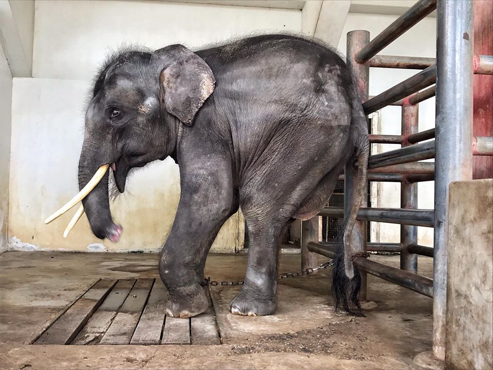 Update Gluay Hom The Sweet Boy Who Lived With Chain For Many Years Elephant Nature Park