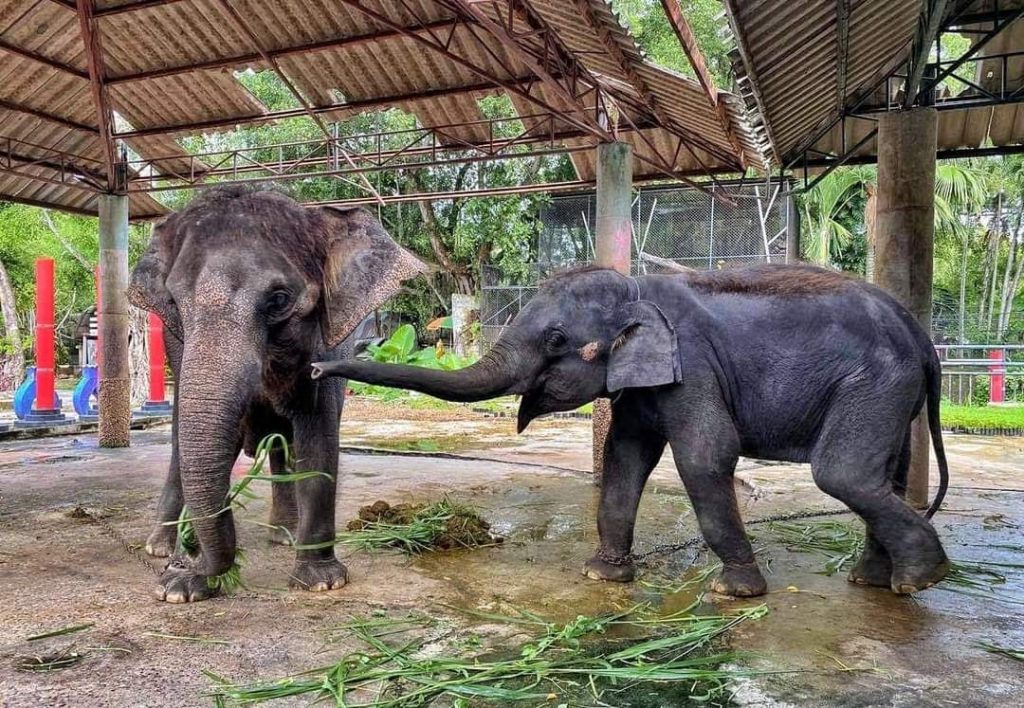 Elephant Nature Park News - San Mueng's life without chain at Elephant ...