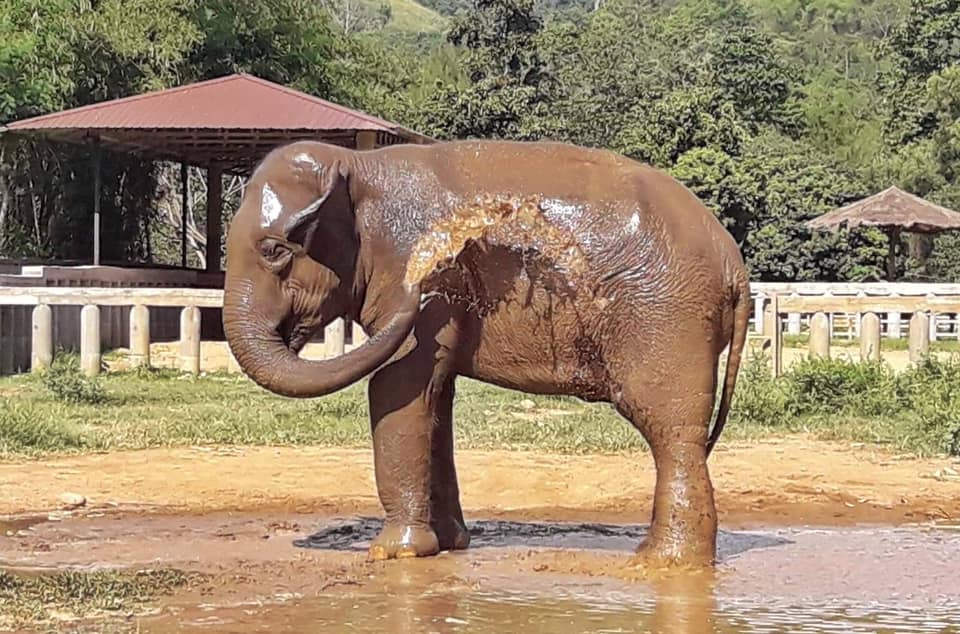 San Mueng’s life without chain at Elephant Nature Park.