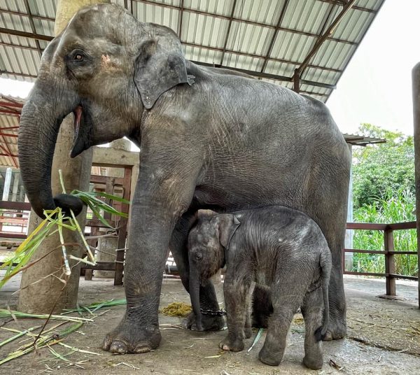 Elephant Nature Park News - Happy 1st Birthday baby Chaba