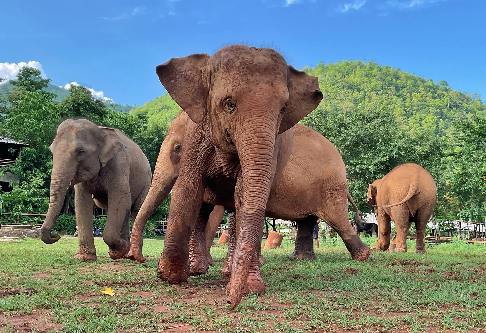 Meet the Elephants - Elephant Life Stories at Elephant Nature Park