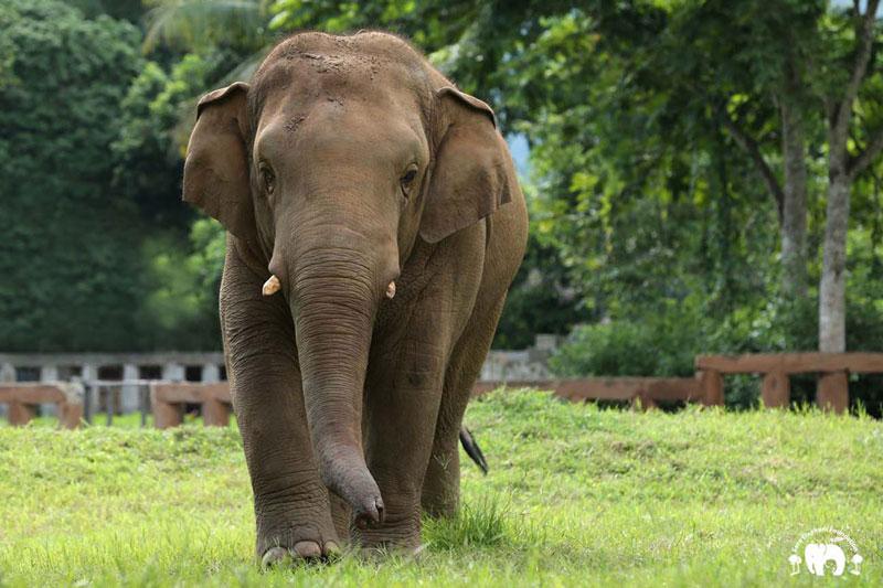 Meet the Elephants - Elephant Life Stories at Elephant Nature Park