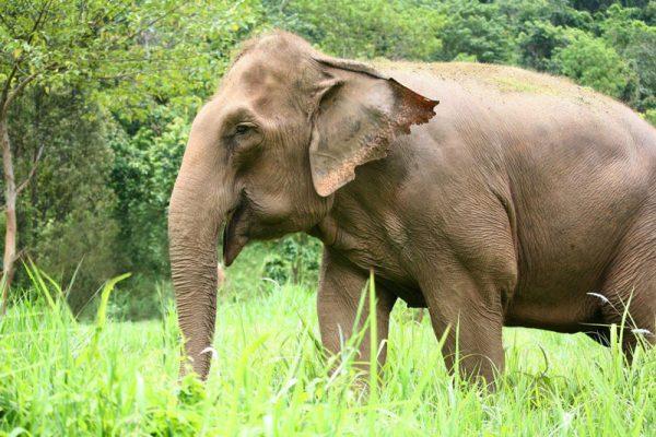 NongPop Elephant Highlands