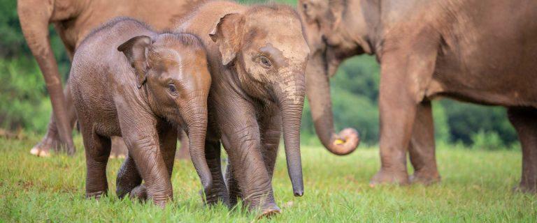 How You Can Help - Elephant Nature Park