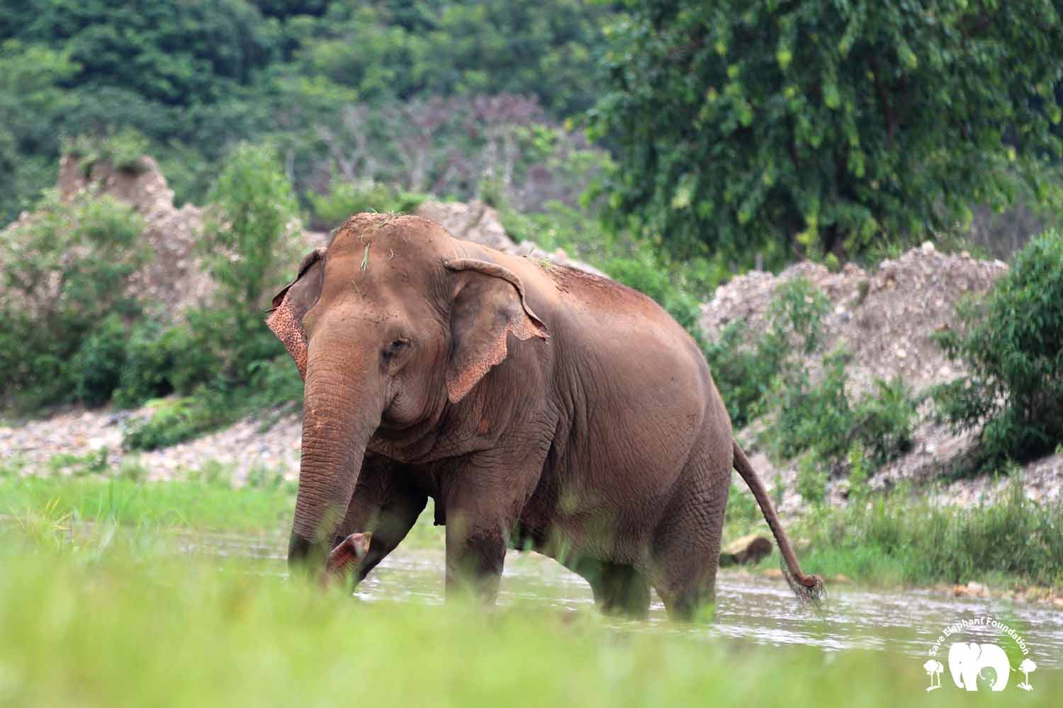 Life Story of Jokia (โจเกีย) - Elephant Nature Park