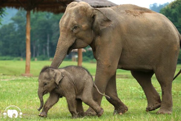 Elephant Nature Park News - Elephant of the Week: Bunma