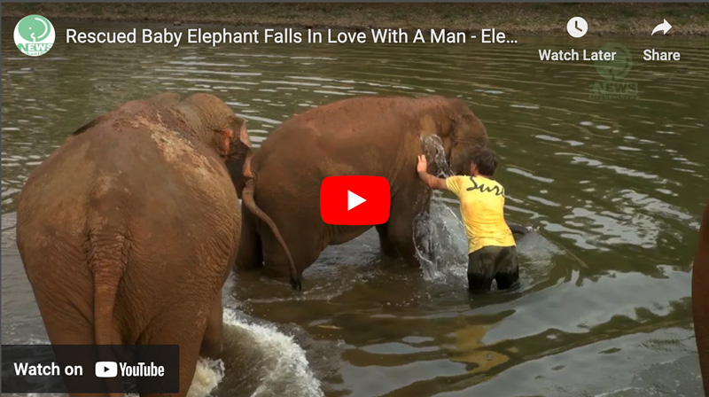 Rescued Baby Elephant Falls In Love With A Man - ElephantNews