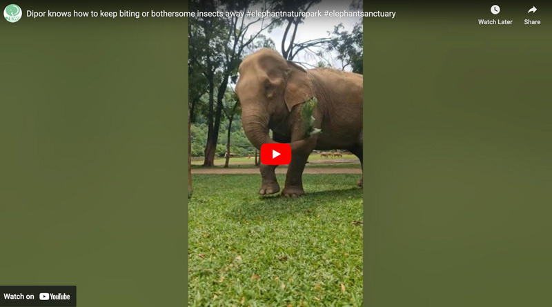 elephant rescue and rehabilitation center dipor keeping flies away