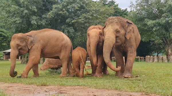 Early morning at Elephant Nature Park - Elephant Nature Park