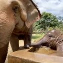 Baby Sa Ngae Turns The Water Tank Into His Little Swimming Pool!