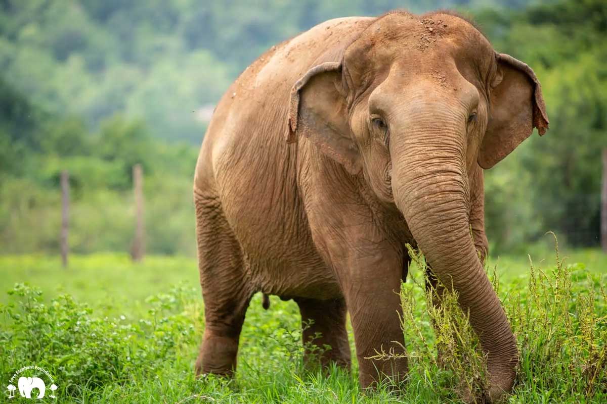 Elephant Nature Park News - Elephant of the Week: Bunma