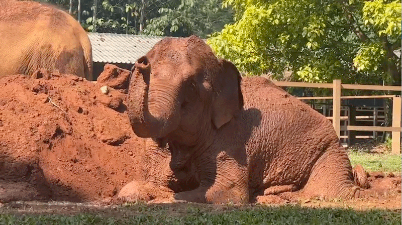 Elephant Nature Park News - ThaiKoon, KhamPuan and Tilly are the best  friend even three of them are the handicap elephant.