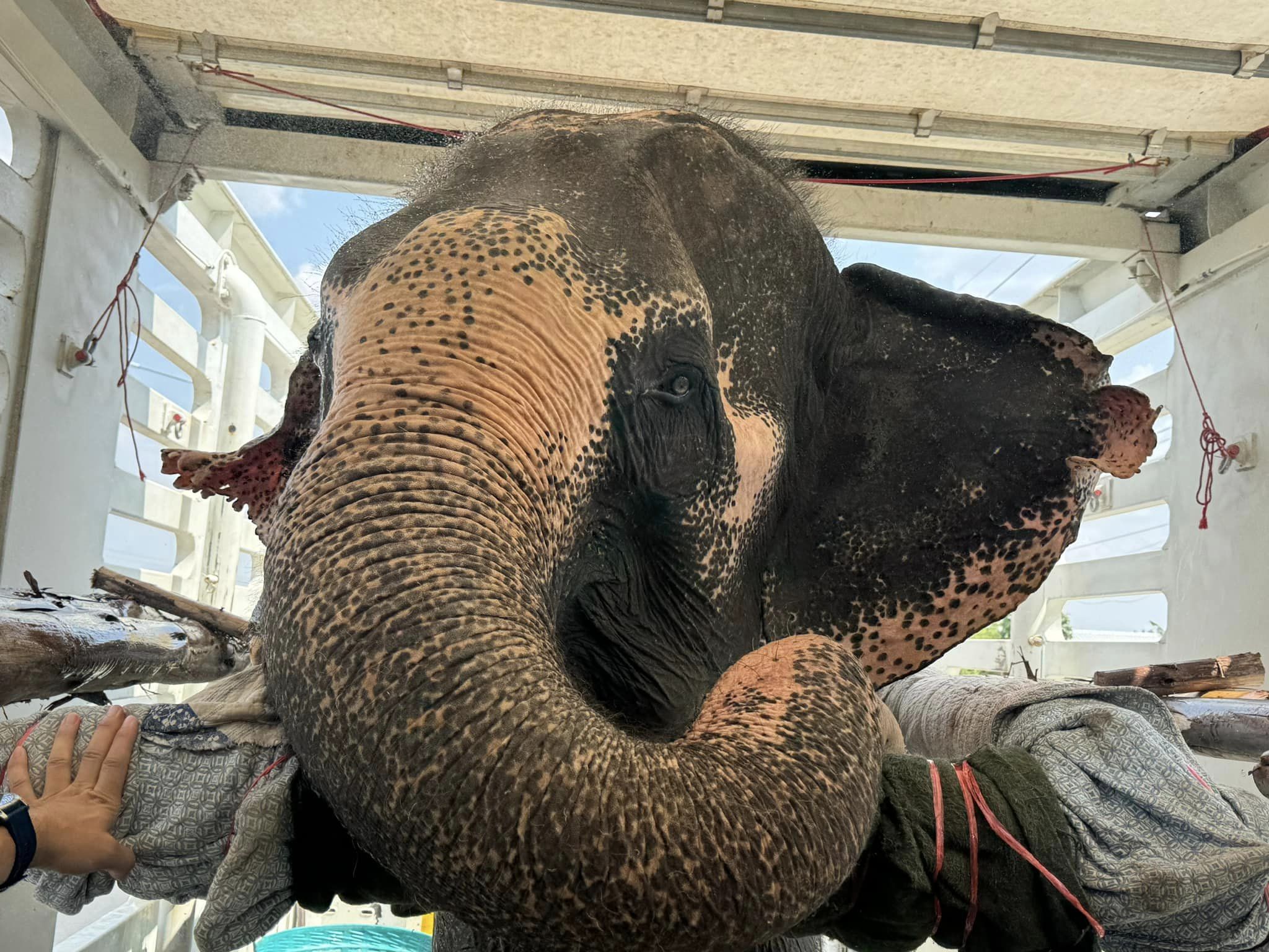 Save Elephant Foundation Rescue Update - Grandma Dok Koon