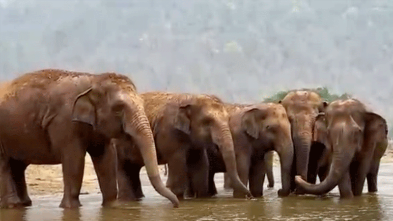 Elephant Nature Park Serenity