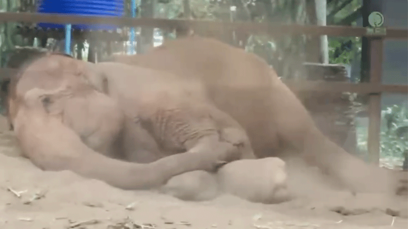 ThaiKoon's Peaceful Nap at Elephant Nature Park