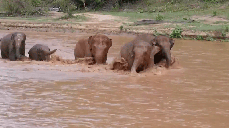 Elephant Herd Trumpeting their journey upstream